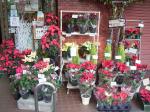 はじめまして♪｜「美松花園」　（福岡県福岡市中央区の花キューピット加盟店 花屋）のブログ