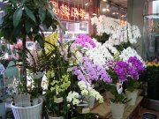 「美松花園」　（福岡県福岡市中央区）の花屋店舗写真2